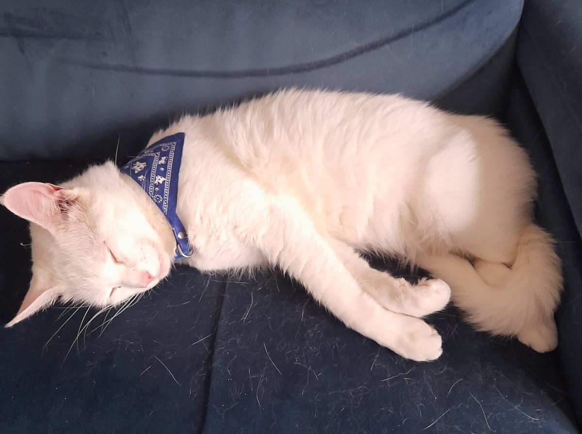 batchbuns's tweet photo. @SusanCalman #catoftheday Hagrid chilling out today 💤😴 https://t.co/pL5jJpSvdU