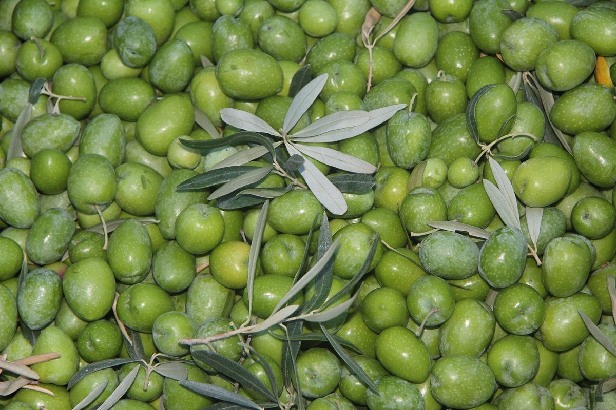 vareando_com's tweet photo. El lunes arrancará el verdeo con la recogida de la variedad de aceituna de mesa gordal https://t.co/bO3HoCcrJ5 https://t.co/KvoI4Yht1M
