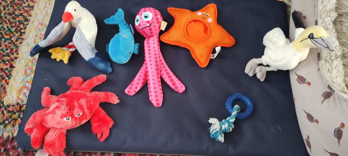 SweetWilliamBoo's tweet photo. I hope all pals having good summer holidays! Here my summer toys 🌊 https://t.co/YF6WT956Bd
