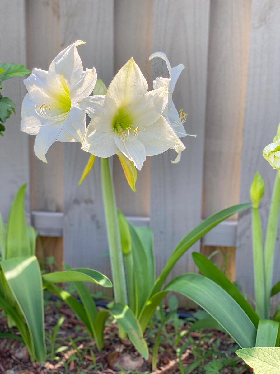 Good Morning 😊😊