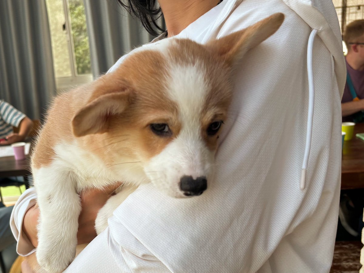 echo_taiji's tweet photo. うちの子が一番可愛いことが確定した
💩がついて眉毛みたいになってるのすら愛くるしい https://t.co/lmQe3A2w5T