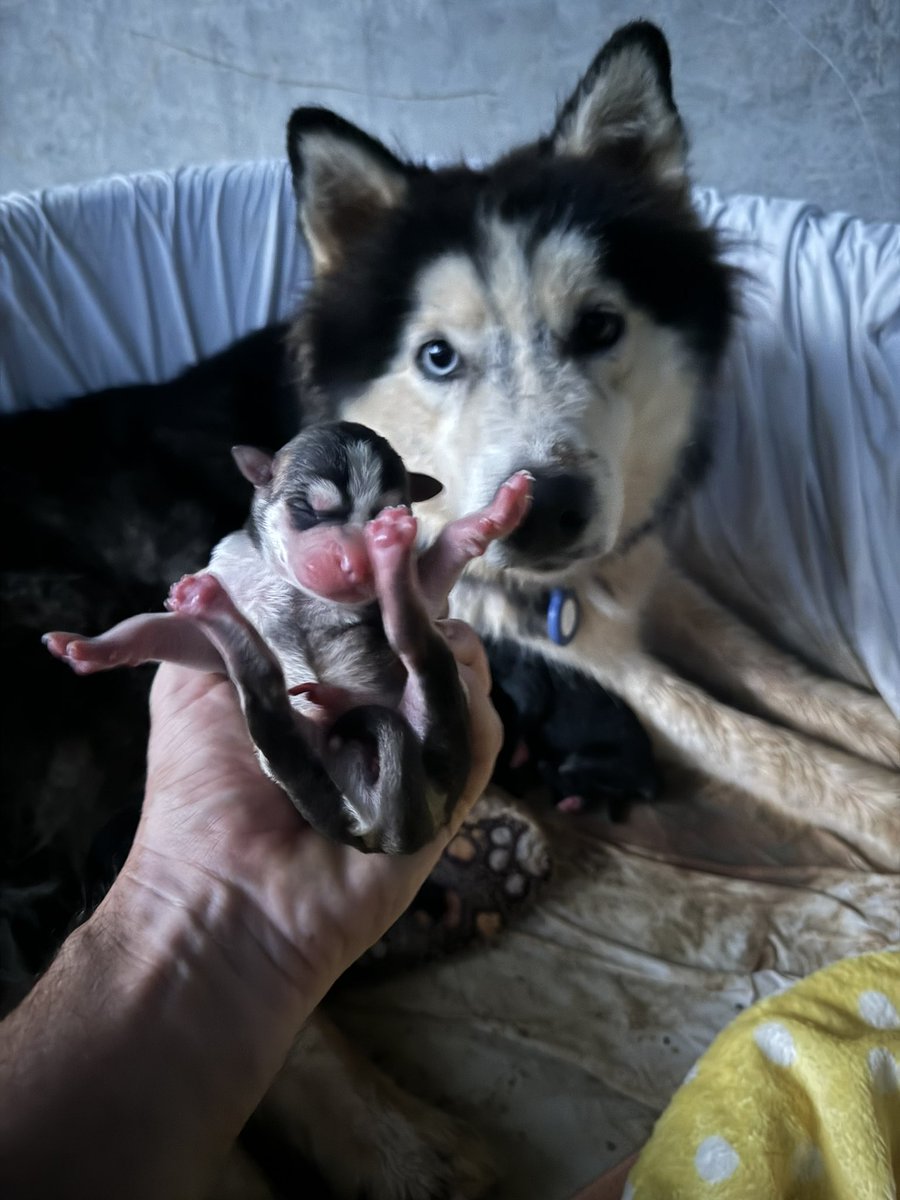 NiallHarbison's tweet photo. 15 days ago I sat with Bowie at 4am in the morning as she had her first ever puppies. 

She had been abandoned on the streets of Thailand to fend for herself just before we found her. 

It’s hard to believe how good of a mum she is and what this puppy looks like today… (1/7) https://t.co/ekqiHmshPM