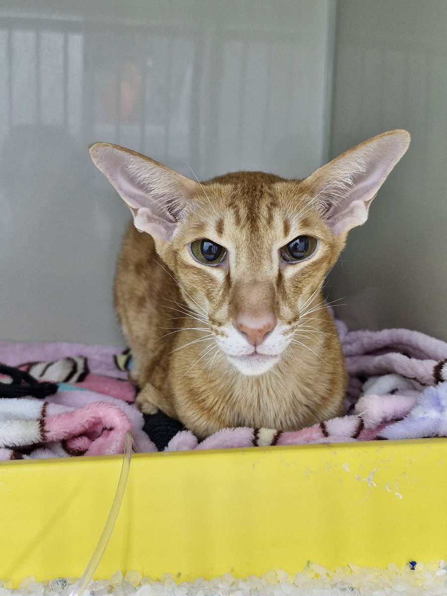 Грустный Марсель. 🐱