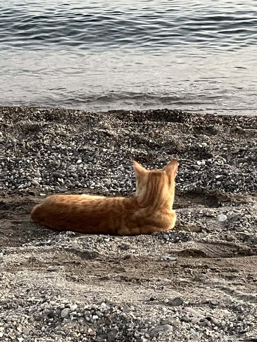 İzmir’de denizi seyreden kedi sosyal medyada çok ilgi görshdhdhjs