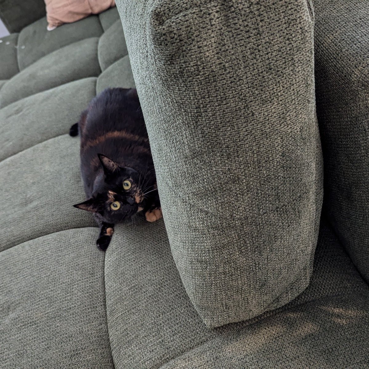 BoredPredator's tweet image. Oh, me? Definitely not plotting anything from behind this couch. Nope, just, uh... stretching my paws. Move along, hooman. But also, watch your ankles. 

#CouchNinja #CatsOfX #AnkleAssassin