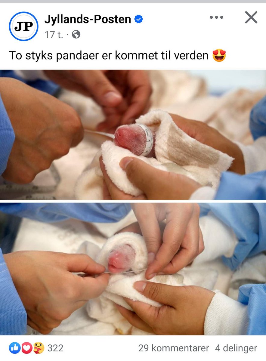 KiriLassen's tweet photo. Jeg er simpelthen så lettet over, JP skriver, der er tale om pandaer 😂🙈 https://t.co/Fz4wiLbRwW