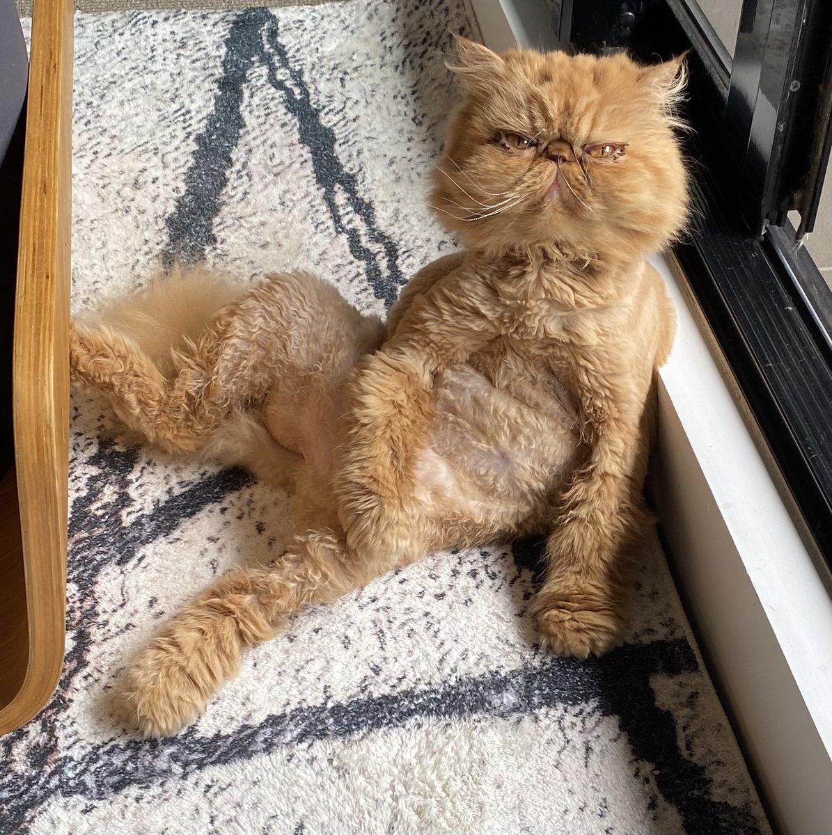 SlenderSherbet's tweet photo. Experts: Cats can help with depression.

Issy: https://t.co/TPv8I5MgMA