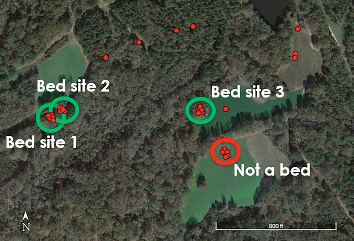 So, you know where that buck beds, do you? Consider this new @msudeerlab research into buck bedding behaviors: buff.ly/4dPcjIV