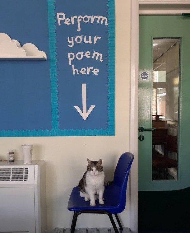 Punch Cat tweet media