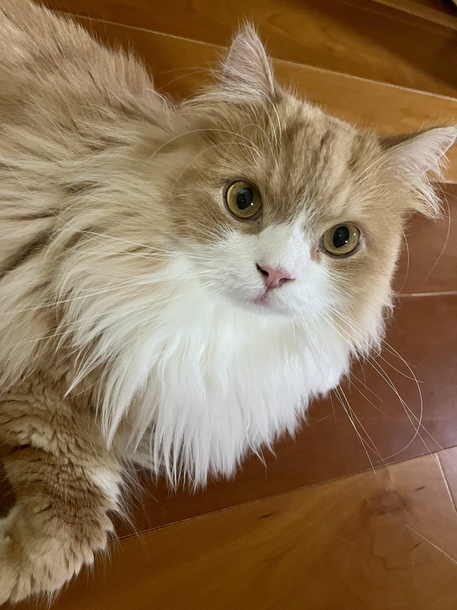 cat_chamame's tweet photo. 922日目の夜🌙 https://t.co/6XK5CfsnDw
