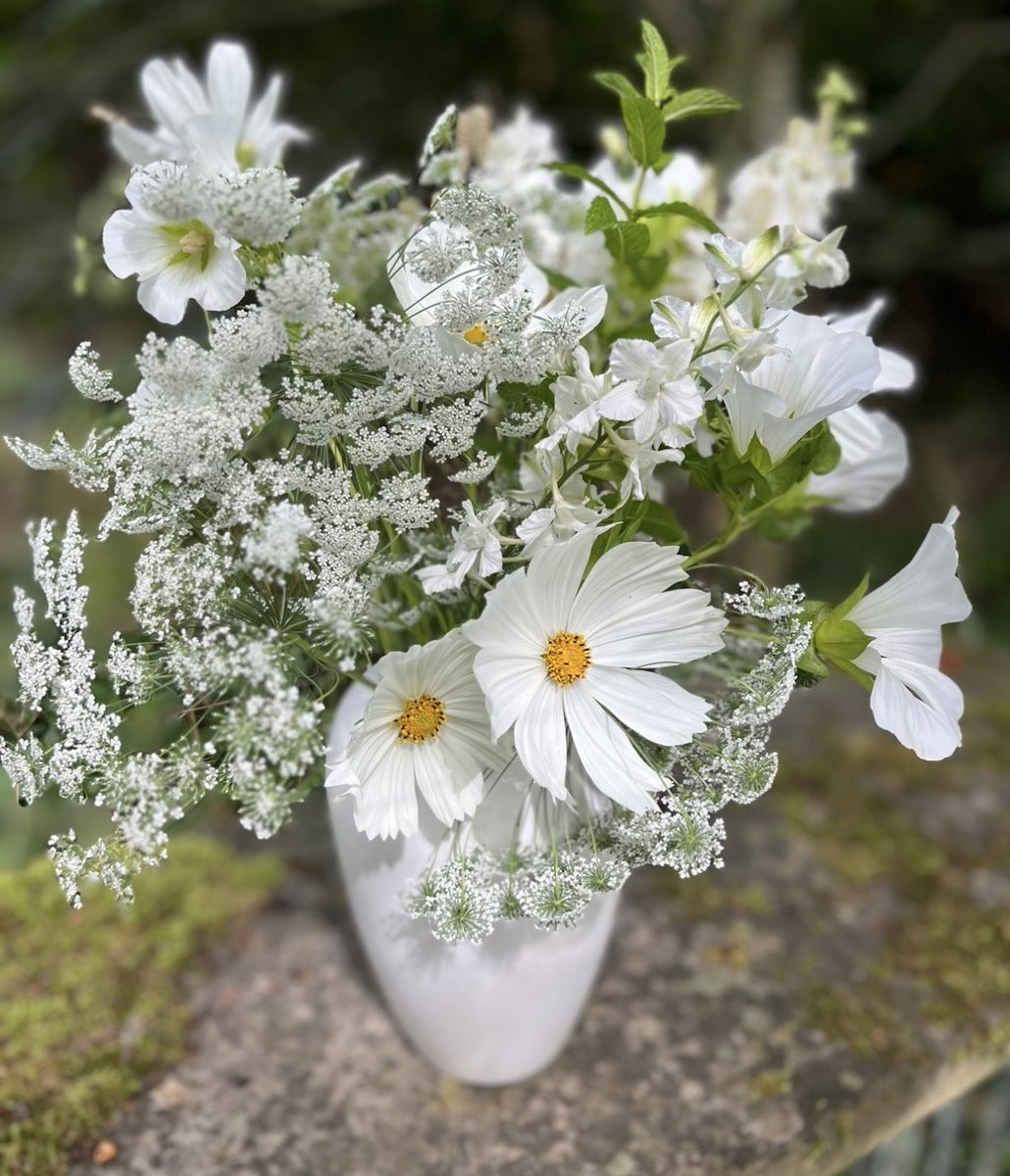 If you are going to try some autumn sowing with me this year, put your ammi (featured in this vase with cosmos and malope) and larkspur seed packets in the fridge for a week or so this will help germination. 🌱 I’ll be starting to sow in September 🤞🌱💐