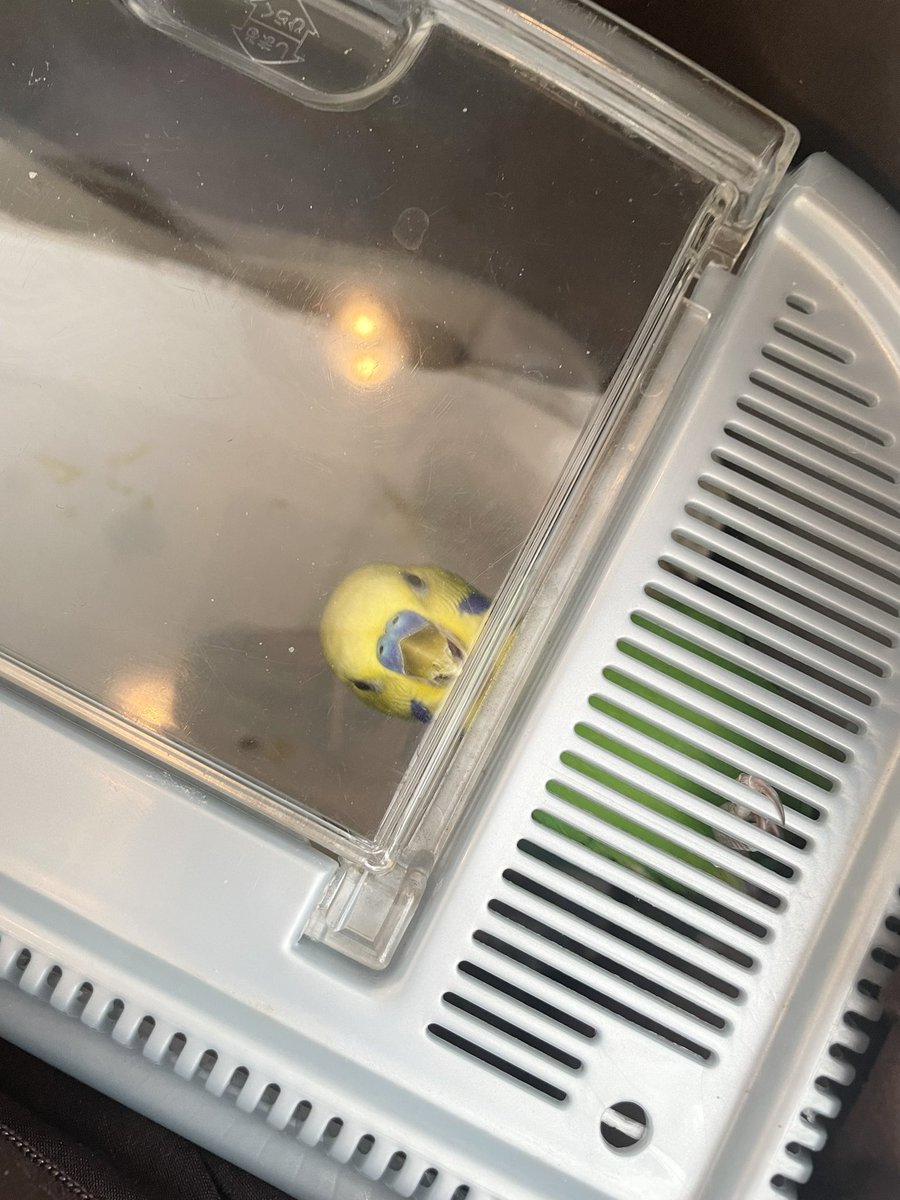 lemon826714's tweet photo. 保護24日目、保護インコちゃん元気ですが、念の為鳥専門の病院へ健康診断に行きました！そのう検査、糞便検査、異常なしでした☺️年齢は１～２歳の若い鳥と言われました❣️羽根も綺麗で、体重も適正、健康状態は良好だそうです✨️飼い主さん見つかりますように🙏
 #保護鳥 #迷子鳥 #越谷 #迷いインコ https://t.co/wbFRvgMR9N