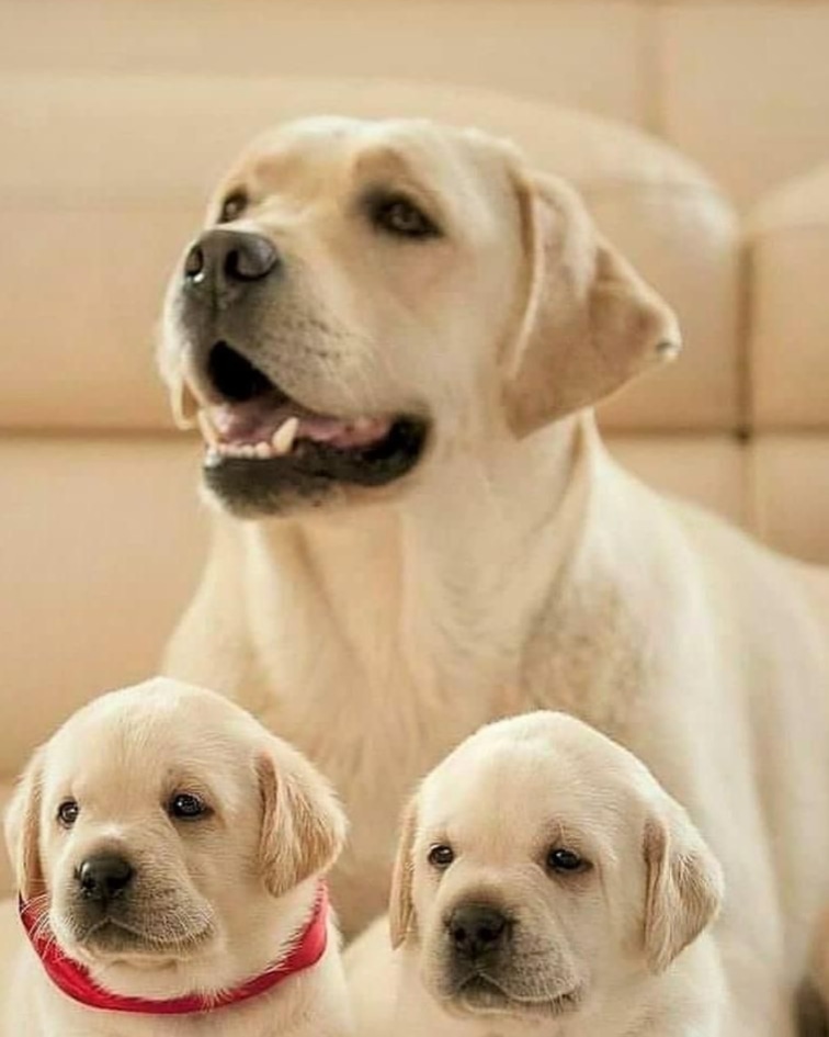 labrador_worlds's tweet photo. Mother Love❤️ https://t.co/wt2jMdbERQ