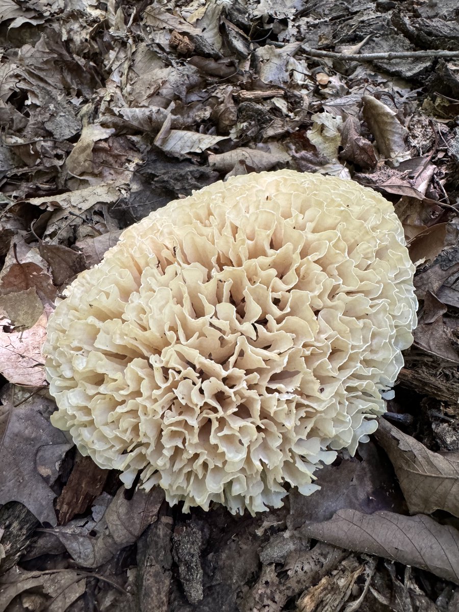 dcfeng's tweet image. Harvest in black hill.