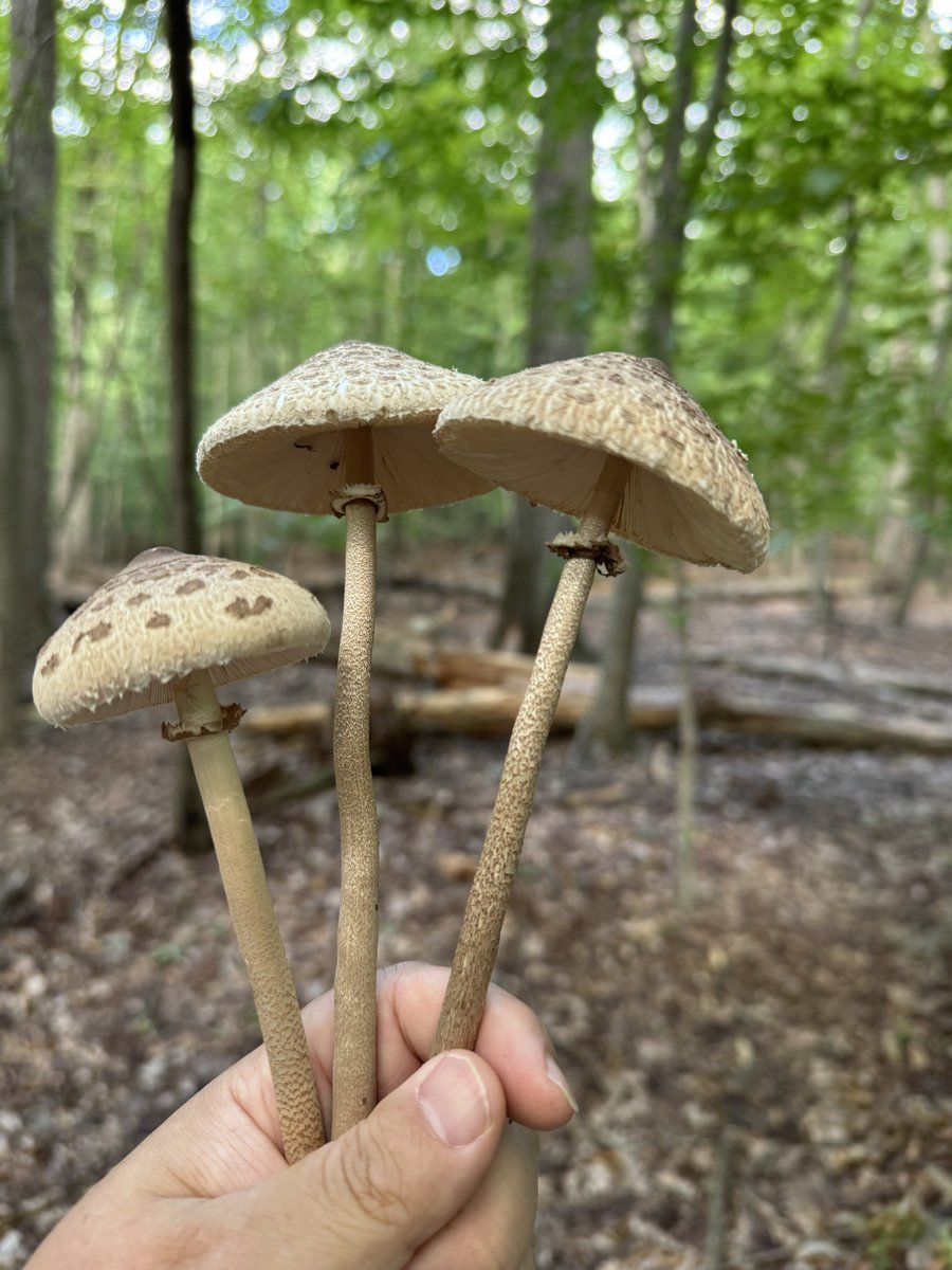 dcfeng's tweet image. Harvest in black hill.