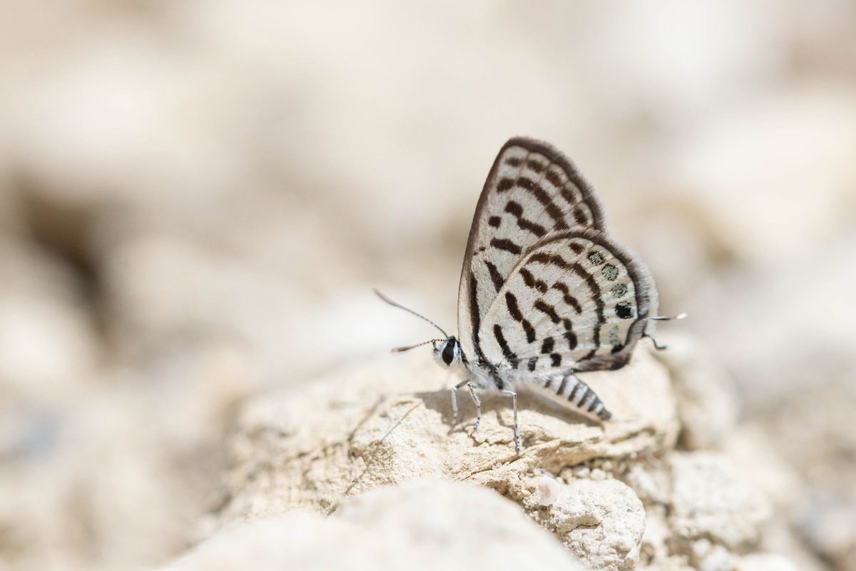 Alex Perry tweet media