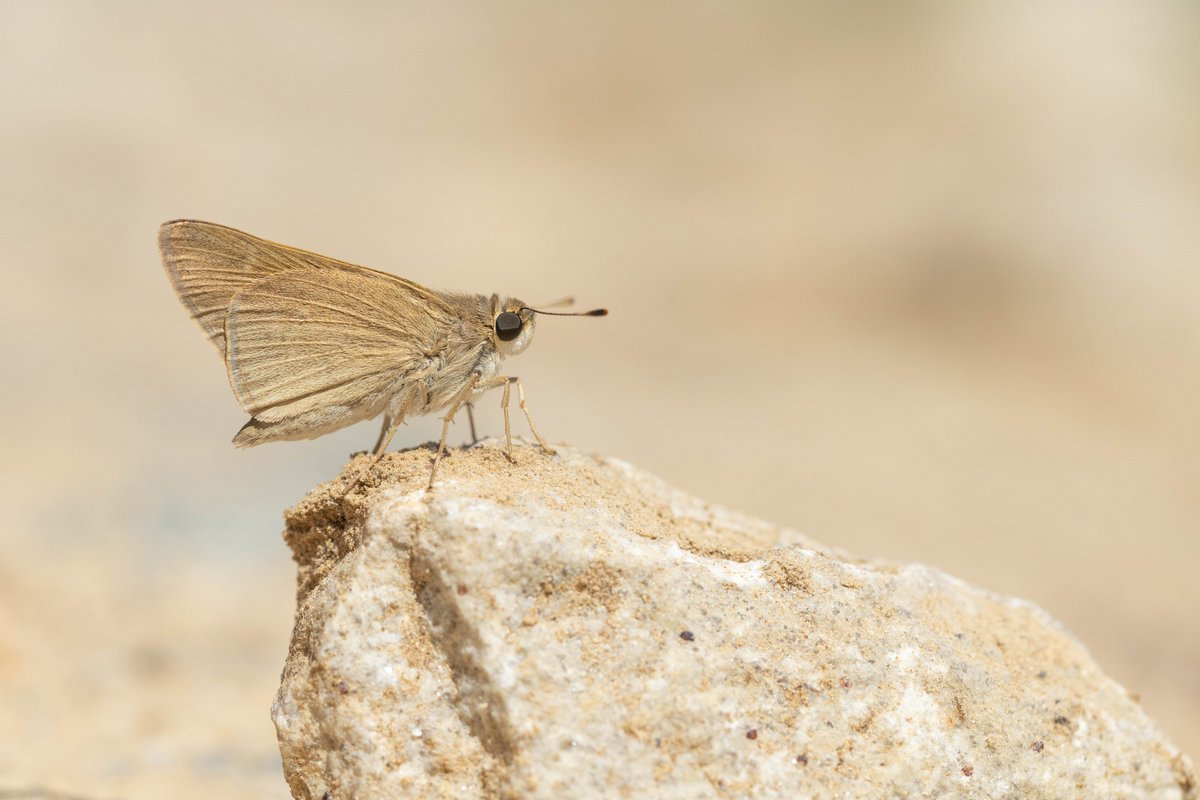 Alex Perry tweet media