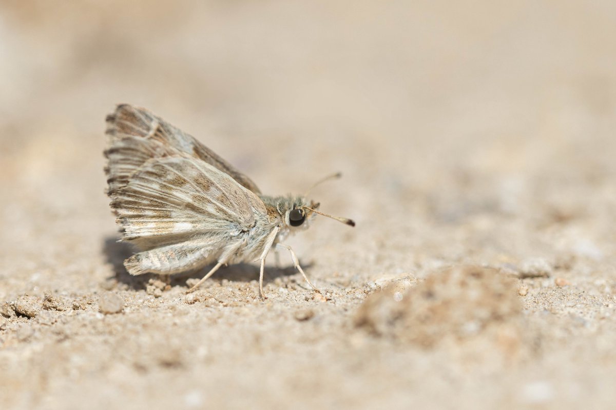 Alex Perry tweet media