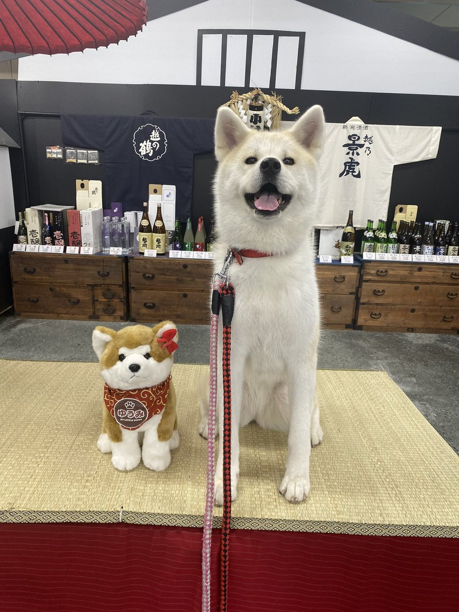 皆様ご協力ありがとうございました❣️輸血をして頂くワンちゃんが見つかりましたので取り急ぎお知らせさせて頂きます。月曜日に手術をし無事新潟県に戻って来られるよう祈っていて下さい。