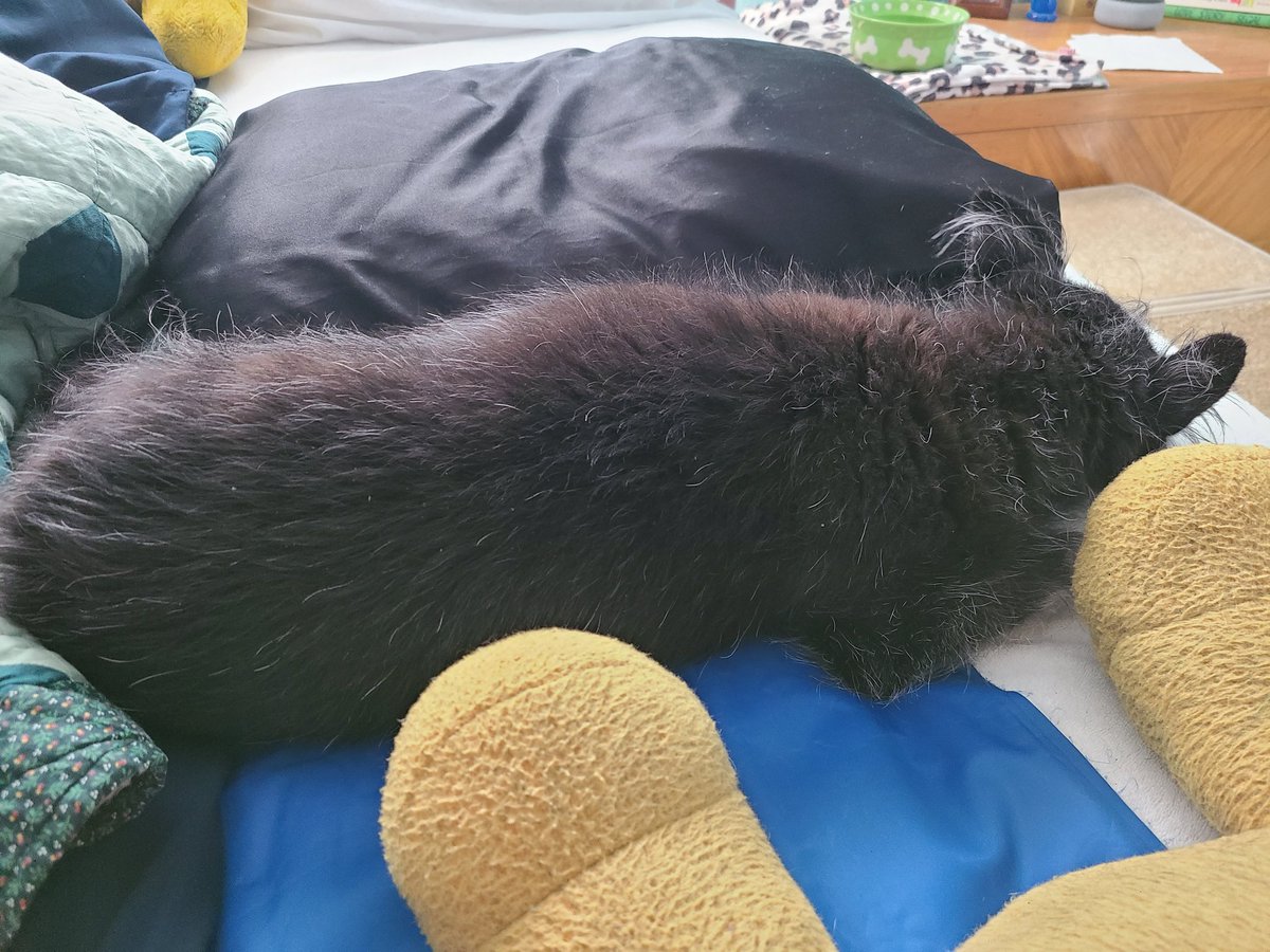 Agatha Christie got new silk pillow cases. The picture does not do justice because when I peeked in the room I did not see her. 😅