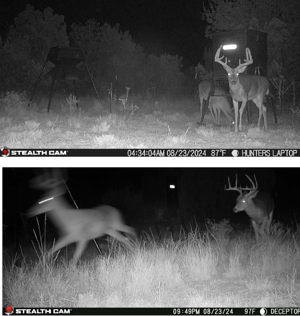 Have your bucks started shedding velvet yet? First one on the West Texas place.