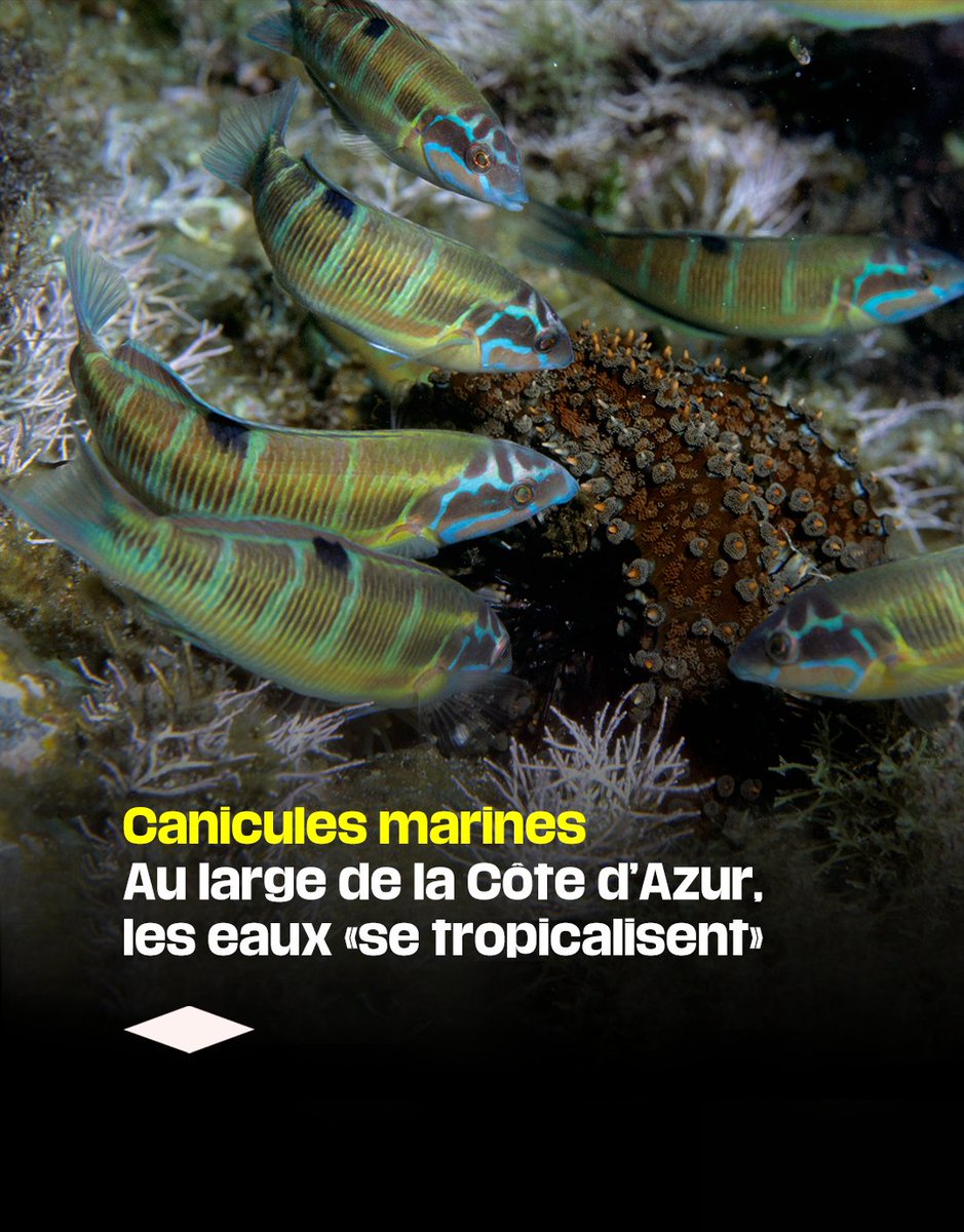libe's tweet photo. 🌊 Eaux plus troubles, moins de coraux, plus de barracudas… @Libe a suivi des biologistes lors d’une randonnée palmée au large de Théoule-sur-Mer. Tous constatent depuis des années des changements dans l’écosystème.

Notre reportage : https://t.co/JDdz9GPkux https://t.co/ZTUEh5IEjx