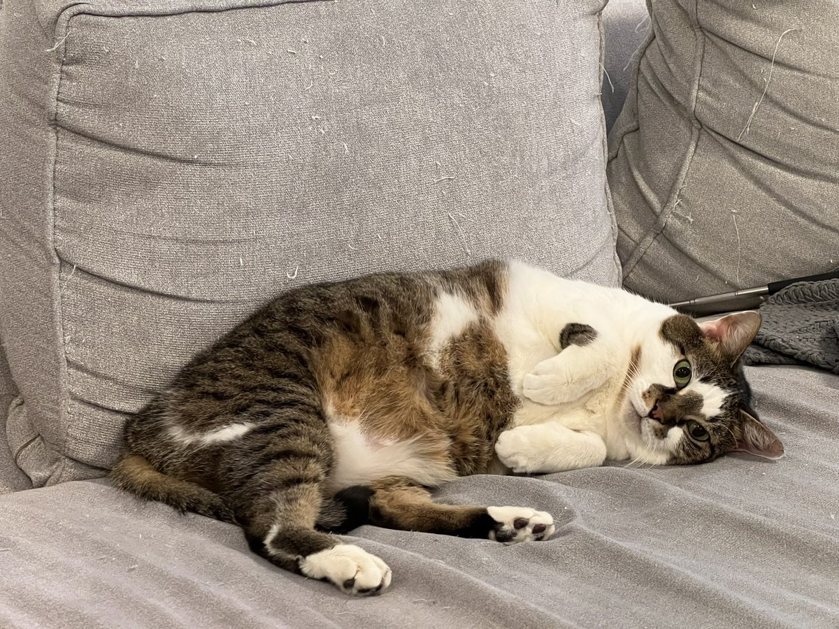 This is Erwin, my lovable little furball. This was 6 months ago. I’m posting today to ask for some help. Erwin needed life saving surgery a couple months ago and needs additional surgery to complete his recovery. Help support and share our story. gofund.me/0c8190d8