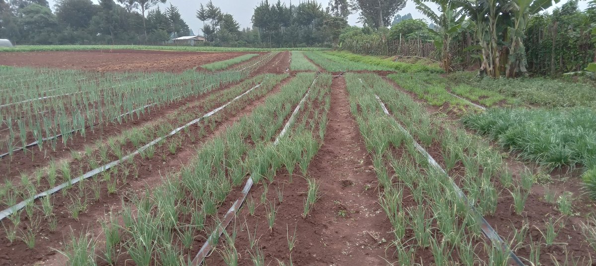 BenChesenge's tweet photo. Farming is sooo satisfying. 
#AgribusinessTalk254 https://t.co/acTDIN6foh