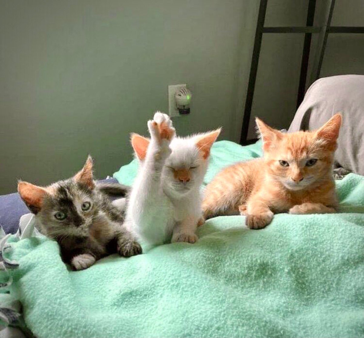 (Sis, Astro/Aqua Girl) tweet media