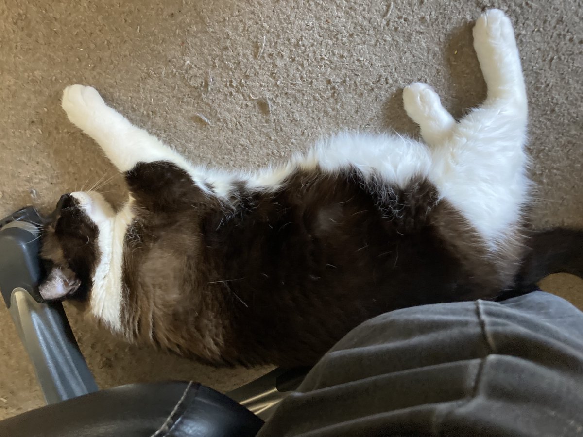 snowballgoodcat's tweet photo. Two minutes. I went outside for two minutes, to throw my clothes in the wash. And now he's clinging to me like I just got back from spending a year on the ISS.
#Snowball #cat #GroundControlToMajorTom https://t.co/XarG9VNLCm