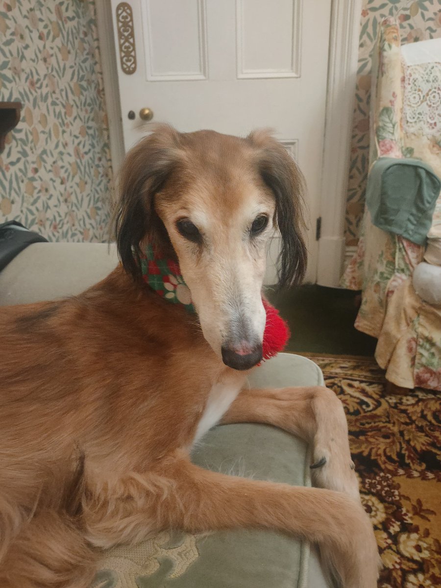viola2727's tweet photo. @kathystott Oh no, Kathy,so sorry to hear the sad news about Archie. We lost our Zico nearly 2 weeks ago. He was 16.5. The house and life feels very strange without him, as must yours. Lots of love xxx https://t.co/htYAc1kKrt
