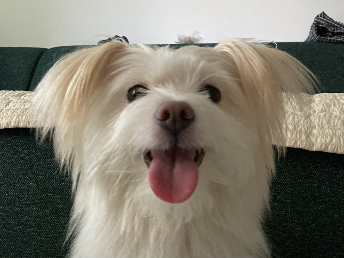 페페 아니고 헤헤 임니다