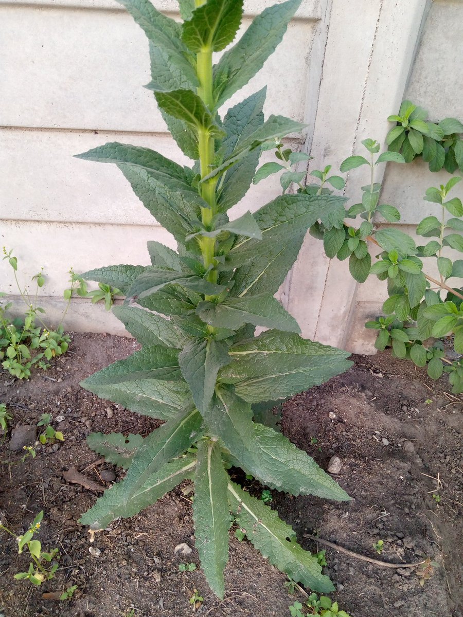 shiftorganics's tweet photo. Raspberry leaf, Mullein, Ashwagandha, St John's wort are some of the medicinal herbs we are growing commercially. https://t.co/Xru2qKFWVA