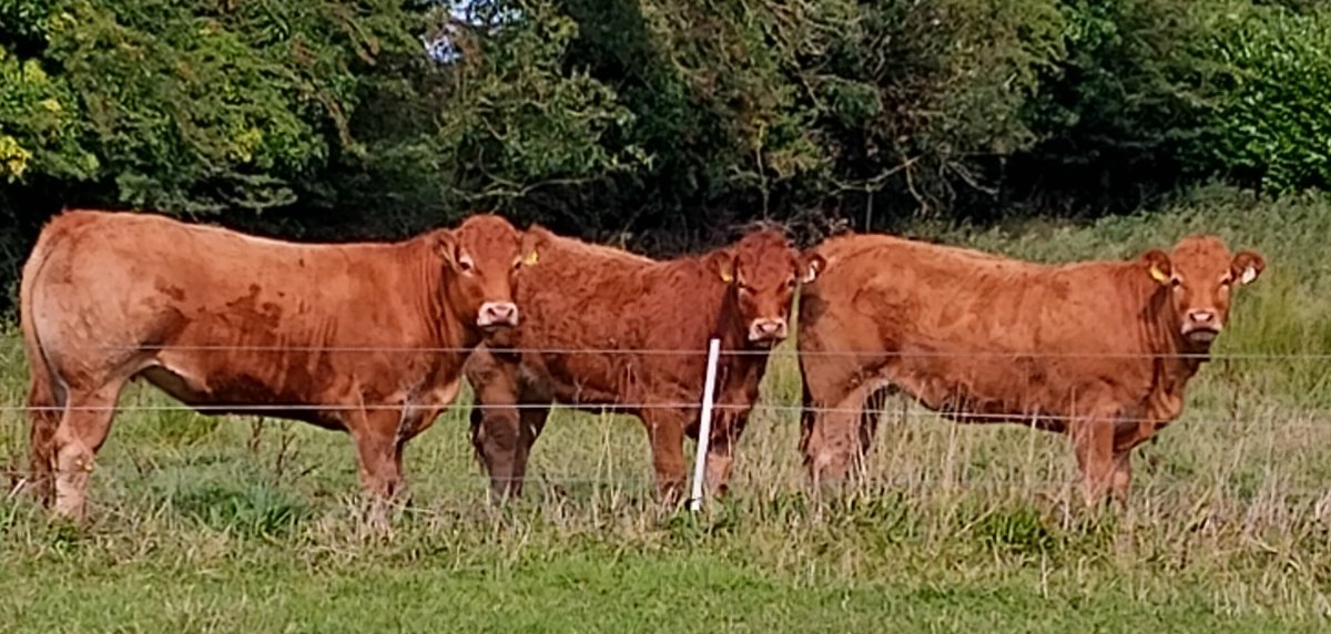 A few maidens by loyal, majestic and metric starting to shape up well 🤩