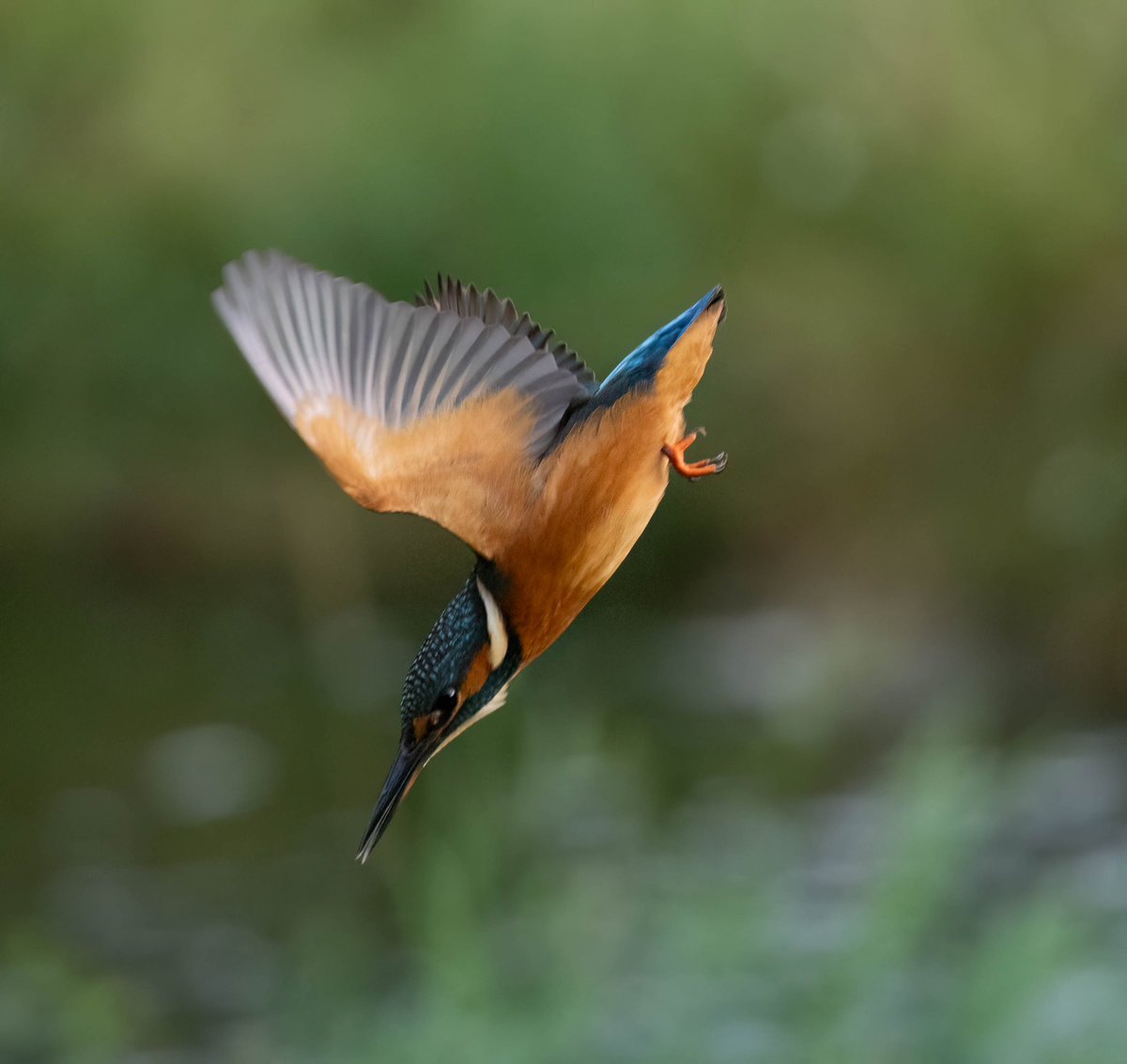 johnarthur12's tweet photo. A day at the Kingfisher Hide, Tarff Water, Scotland. https://t.co/ETm0ujjQoy