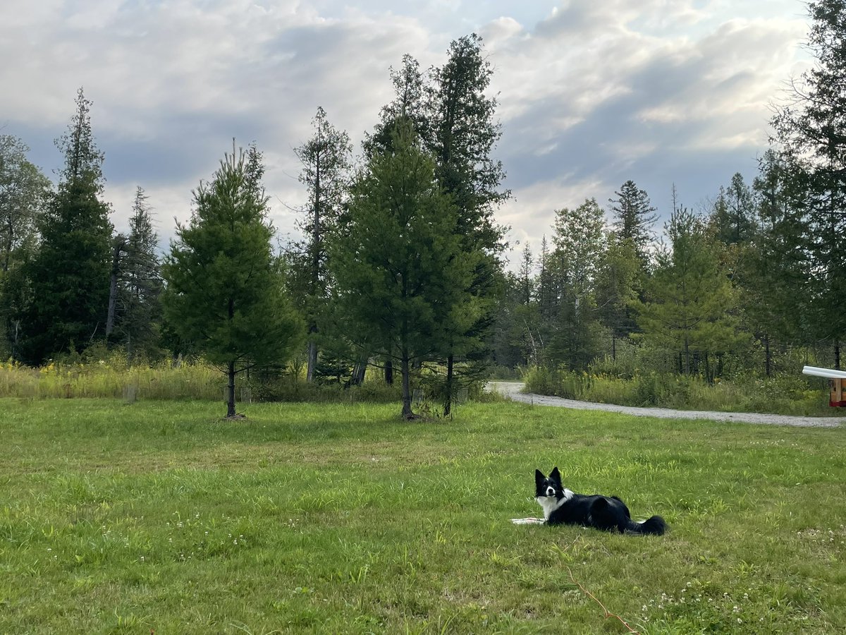 lauriew_author's tweet image. A beautiful morning camping in the UP.