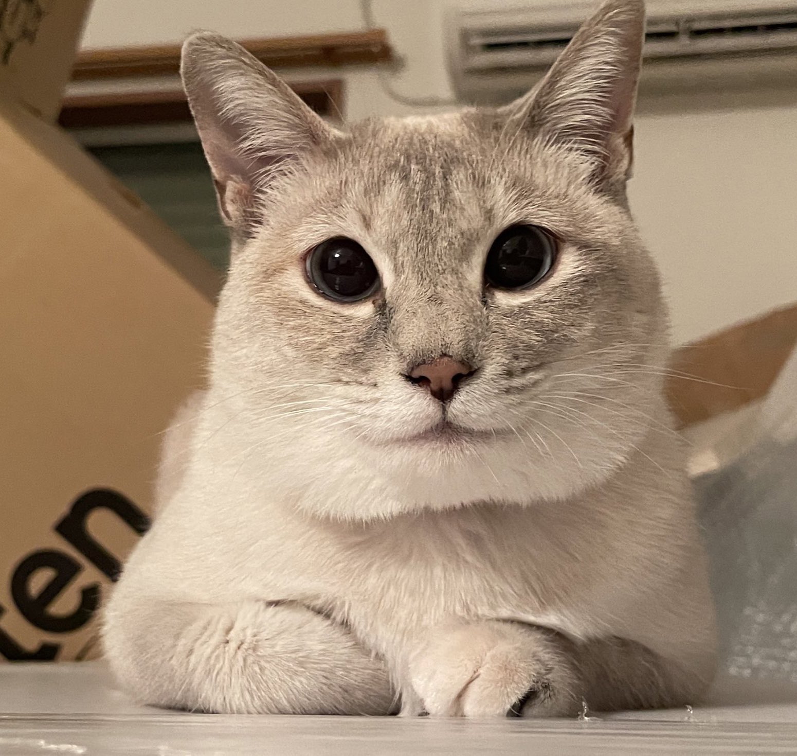 ねこ 楽天市場】リサ・ラーソン 玄関マット 50×80cm おさんぽマイキー