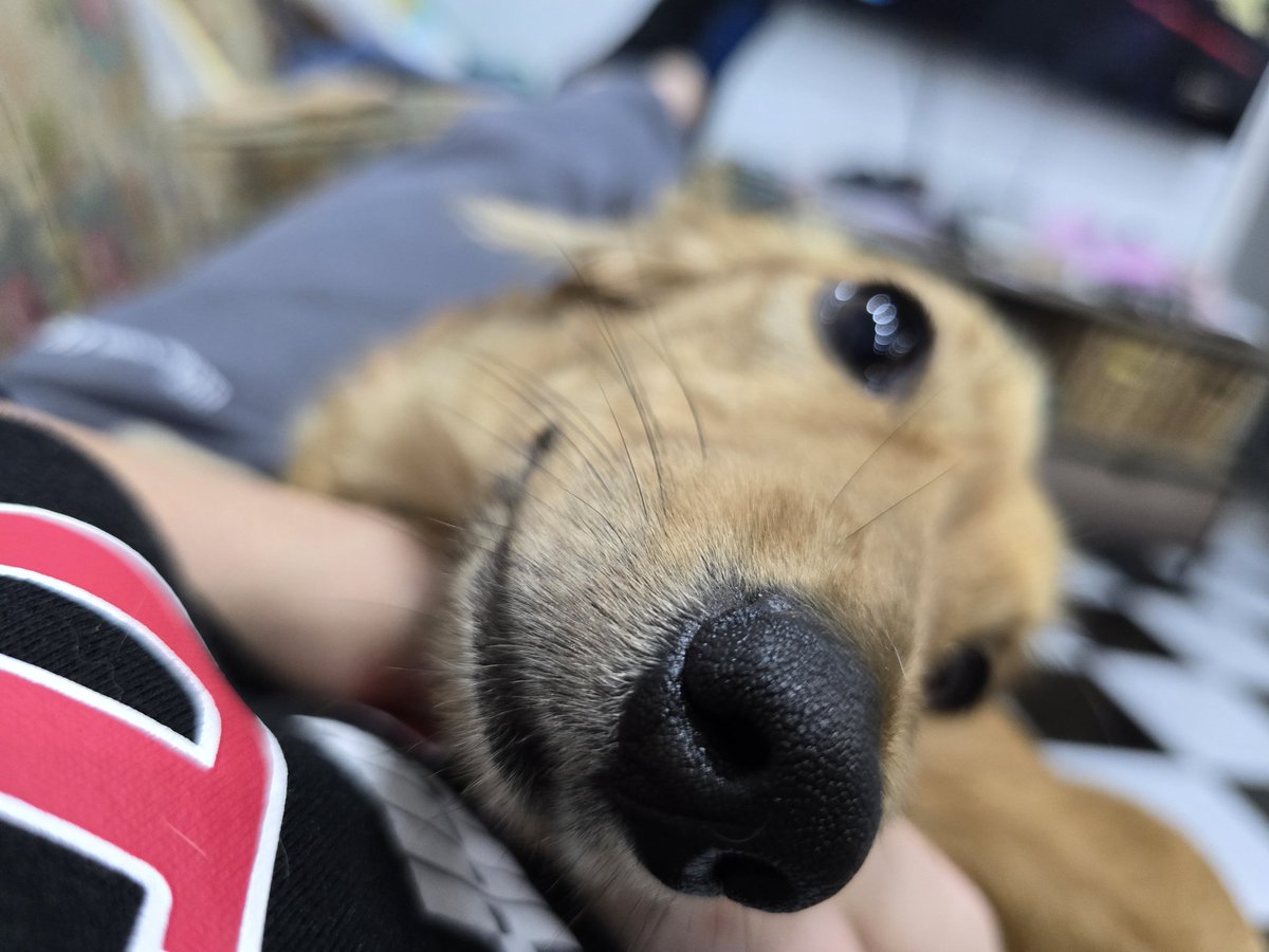 Sausage Inu tweet media