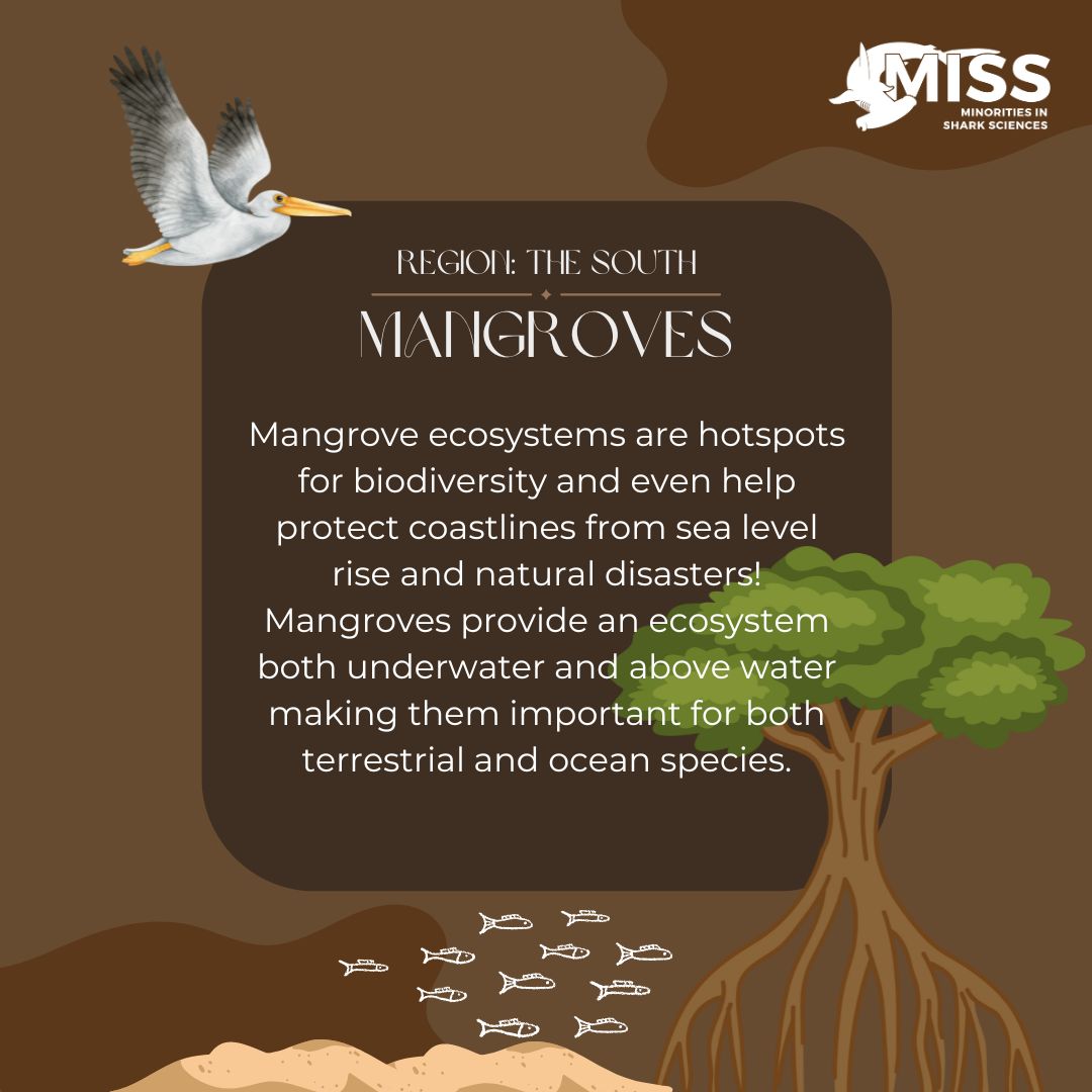 Our next #ecosystem is mangroves! 💚 Mangroves grow along coastlines &amp; rivers &amp; tolerate conditions that most plants can't! Did you know that mangroves have an incredible ability to store massive amounts of carbon? These forests are so vital to the protection of our 🌎.