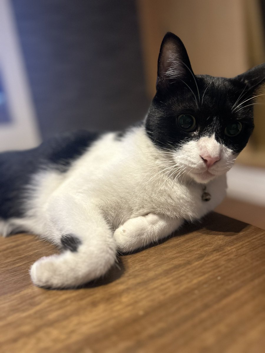 今日の我が家のにゃんちゅう