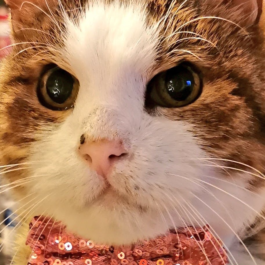 Roy crossed the rainbow bridge a week ago 💔😿🌈 
July 2006- 17th August 2024