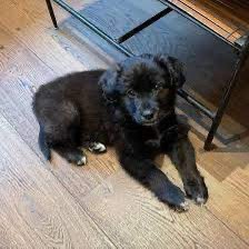 poptime's tweet image. GENTE? Lily Allen revelou que DEVOLVEU a doguinha que tinha adotado, porque ela comeu os passaportes da sua família:

“Essa cadela de m*rda comeu os passaportes da família. Eu simplesmente não conseguia olhar para ela. Eu pensava: ‘você arruinou minha vida.’”