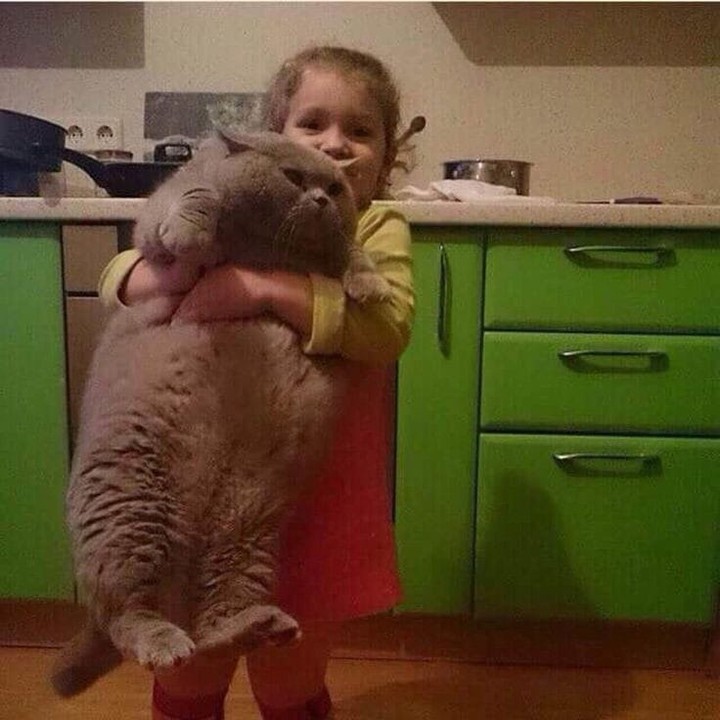 Punch Cat tweet media
