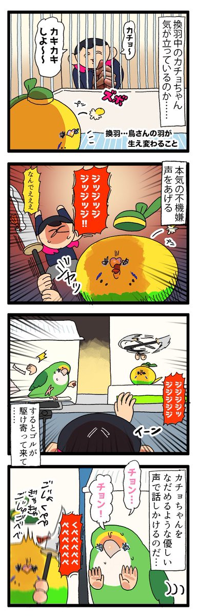 換羽中のカチョちゃん、ちょっと気が立ってる……のをゴルちゃんが心配しておりました🦜🦜
1902 #えるポピの絵日記かくところ
