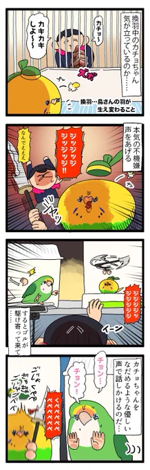 換羽中のカチョちゃん、ちょっと気が立ってる……のをゴルちゃんが心配しておりました🦜🦜

1902 #えるポピの絵日記かくところ 