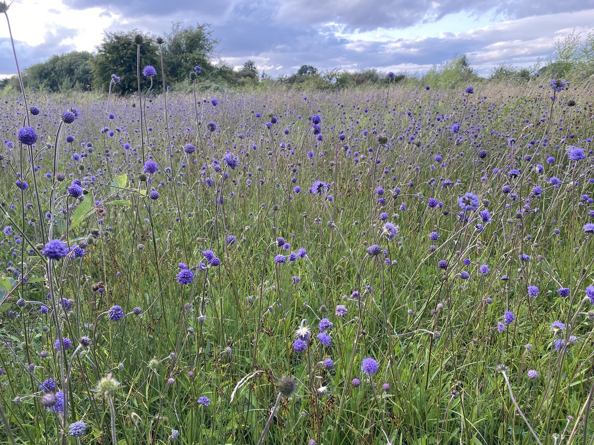 Kevin Walker (@bsbiscience) on Twitter photo I think we’ve hit peak purple poms-poms. Devil’s-bit Scabious Succisa pratensis at Staveley Nature Reserve, Knaresboroygh yesterday with <a href="/clare_pinches/">clare pinches</a>. Also 2 hobby, greenshank and a black-tailed godwit <a href="/YWT_North/">Yorkshire Wildlife Trust - North Yorkshire</a> <a href="/MikeMETCALFE10/">Mike METCALFE</a> I think we’ve hit peak purple poms-poms. Devil’s-bit Scabious Succisa pratensis at Staveley Nature Reserve, Knaresboroygh yesterday with <a href="/clare_pinches/">clare pinches</a>. Also 2 hobby, greenshank and a black-tailed godwit <a href="/YWT_North/">Yorkshire Wildlife Trust - North Yorkshire</a> <a href="/MikeMETCALFE10/">Mike METCALFE</a>