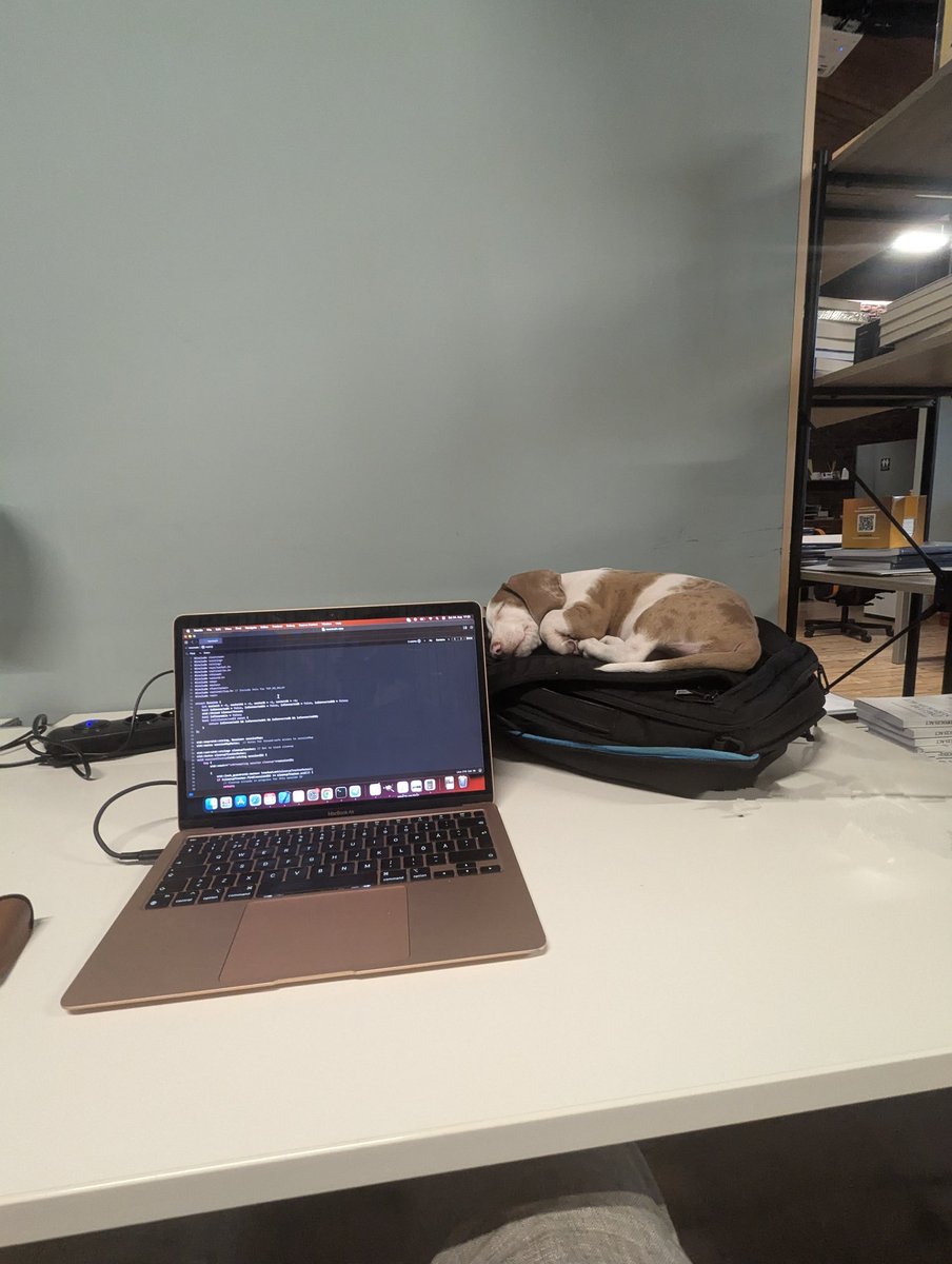 RealifiedY's tweet image. What's preventing you from working like this? #startup #doggo