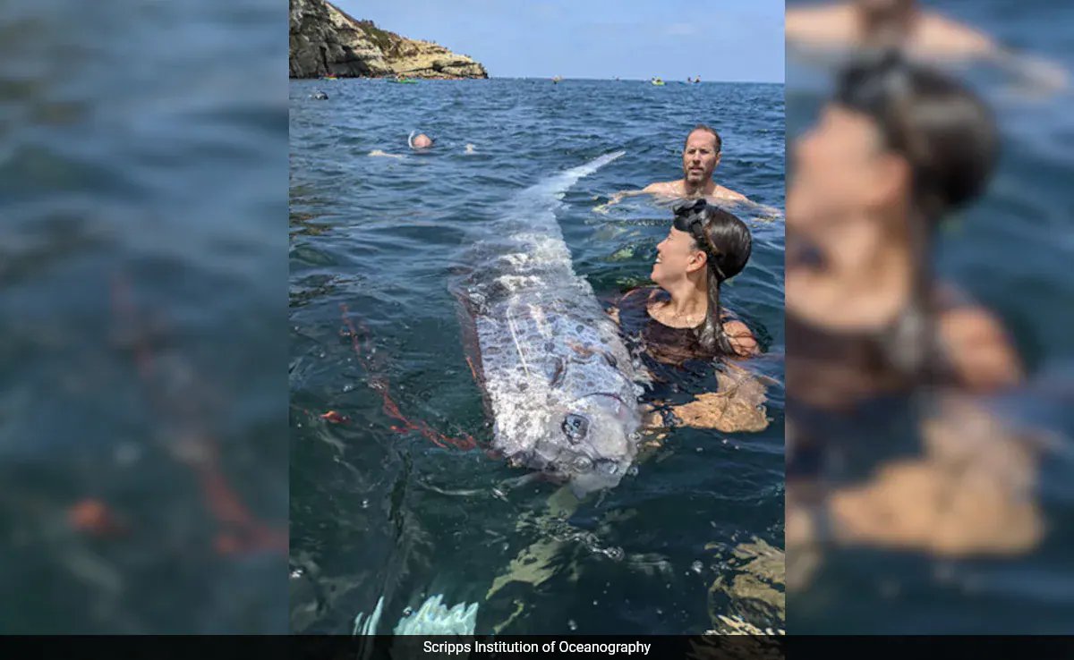 ndtv's tweet photo. Two Days After 'Doomsday Fish' Appears In California, Earthquake Hits Los Angeles https://t.co/rzWDwPdQDT https://t.co/nD9K0BpVH7