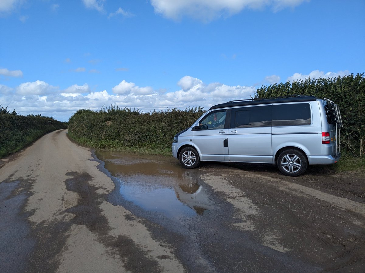 FeralTree's tweet image. Lizard