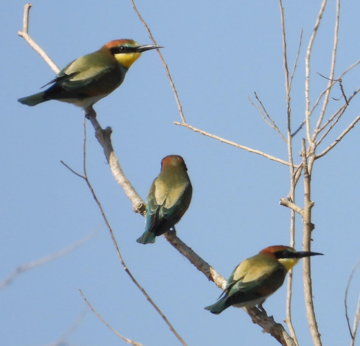 DruidaeDruidae's tweet photo. Abejarucos, Laguna de la Nava, Palencia
#abejaruco #europeanbeeeater #meropidae https://t.co/sWGtsoeSoN